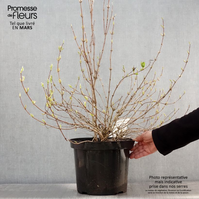 Weigelia White Lightning Vaso da 7,5L/10L esemplare consegnato in primavera