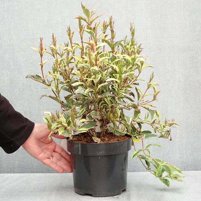 Esemplare di Weigelia White Lightning Vaso da 2L/3L come consegnato in autunno