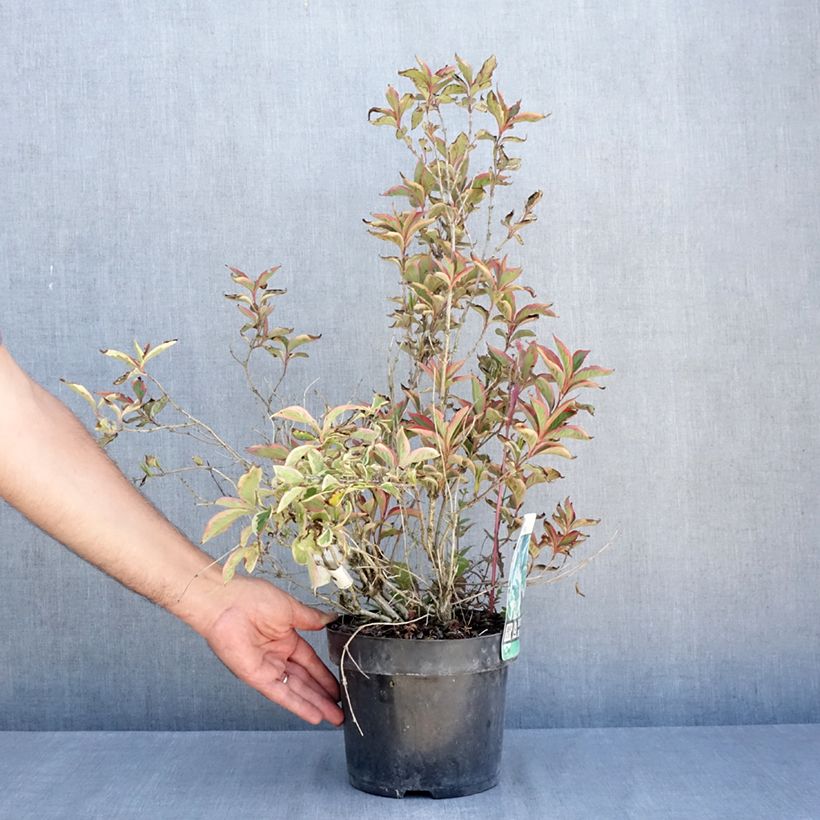 Esemplare di Weigelia White Lightning Vaso da 2L/3L consegnato in estate