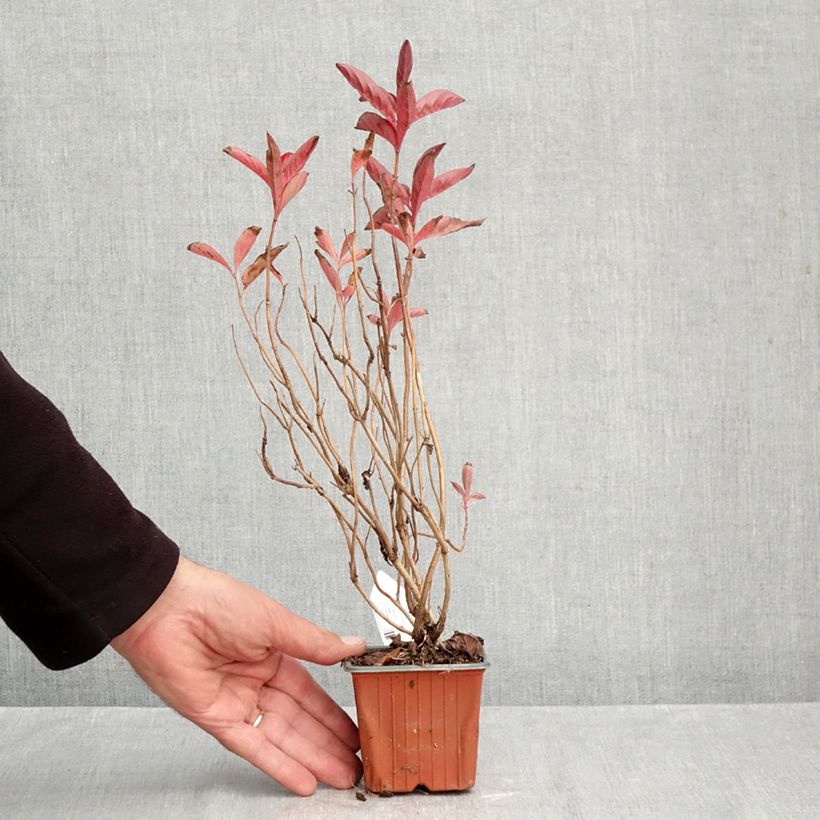 Esemplare di Weigelia Wings of Fire Vasetto da 8/9 cm come consegnato in autunno