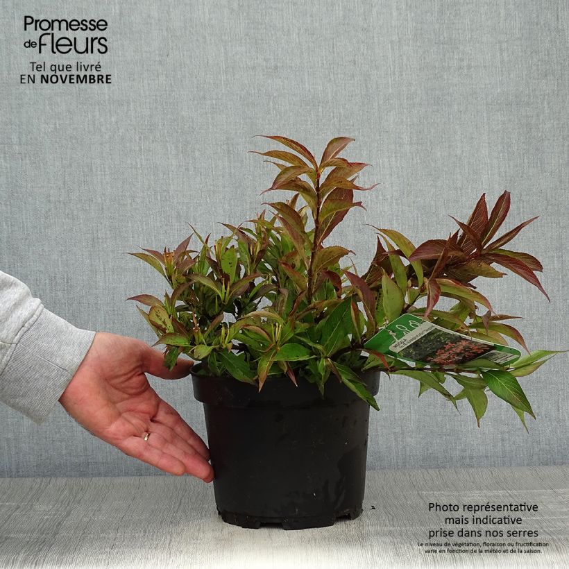 Esemplare di Weigelia All Summer Peach Vaso da 3L/4L come consegnato in autunno