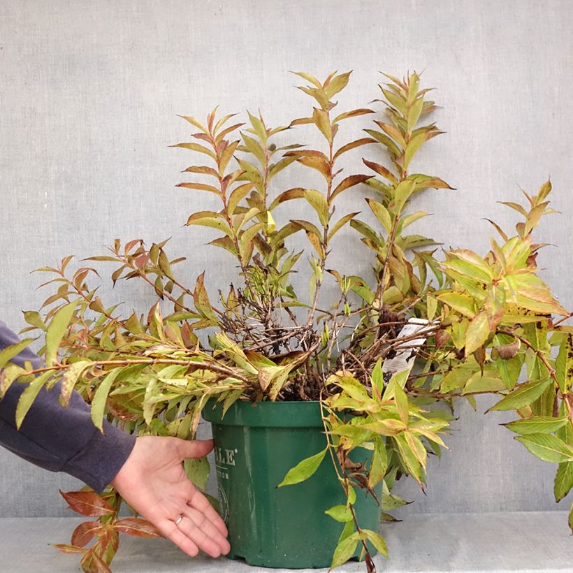 Esemplare di Weigelia All Summer Peach Vaso da 7,5L/10L come consegnato in autunno