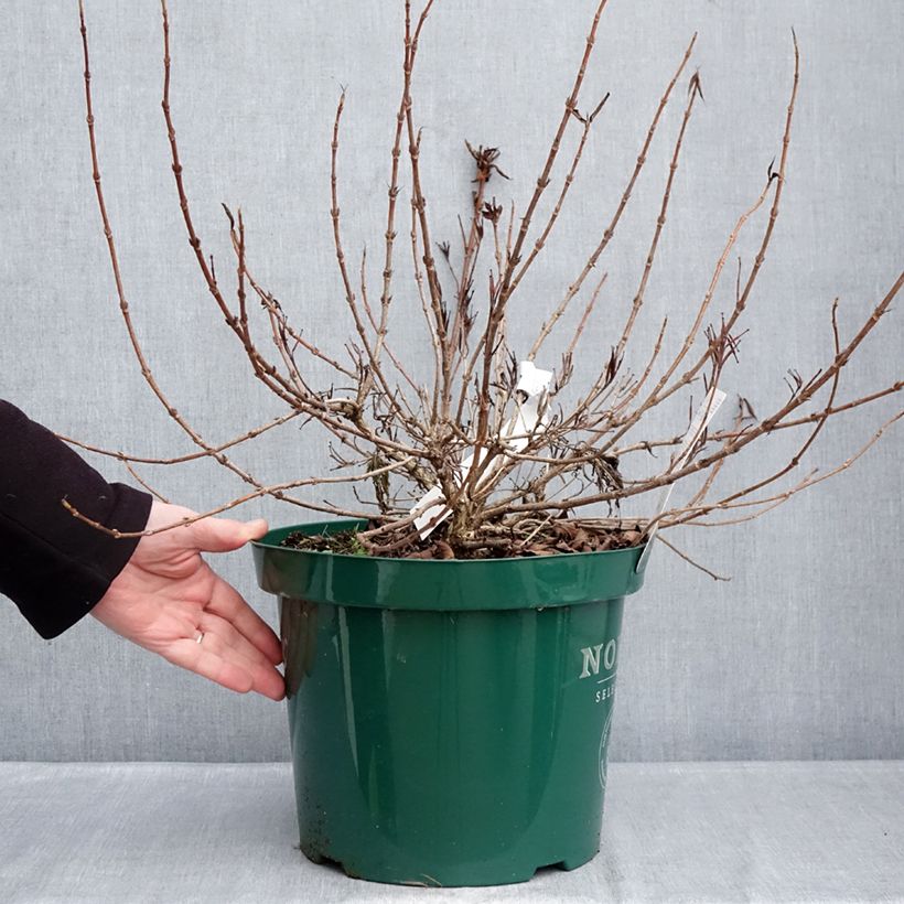 Weigelia All Summer Peach Vaso da 7,5L/10L esemplare consegnato in inverno