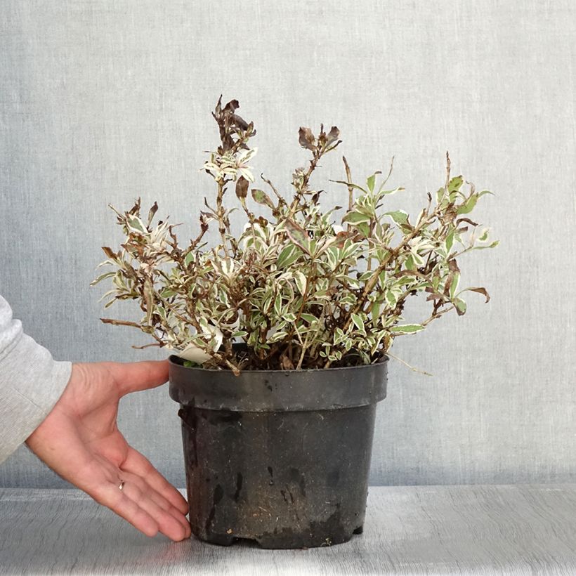 Esemplare di Weigelia Monet Verweig Vaso da 2L/3L come consegnato in autunno