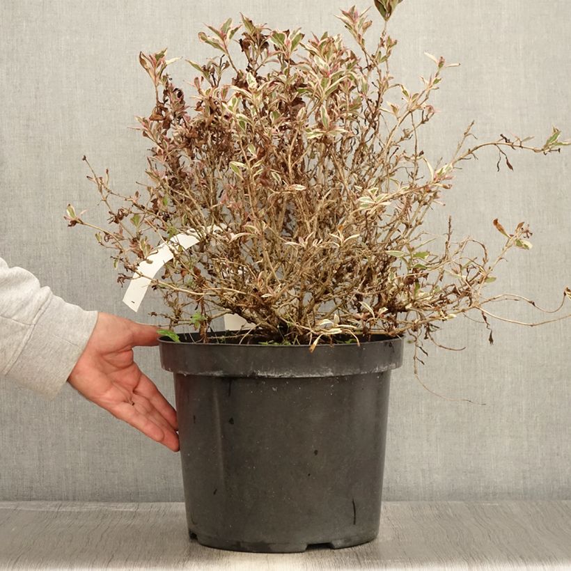 Esemplare di Weigelia Monet Verweig Vaso da 7,5L/10L come consegnato in autunno