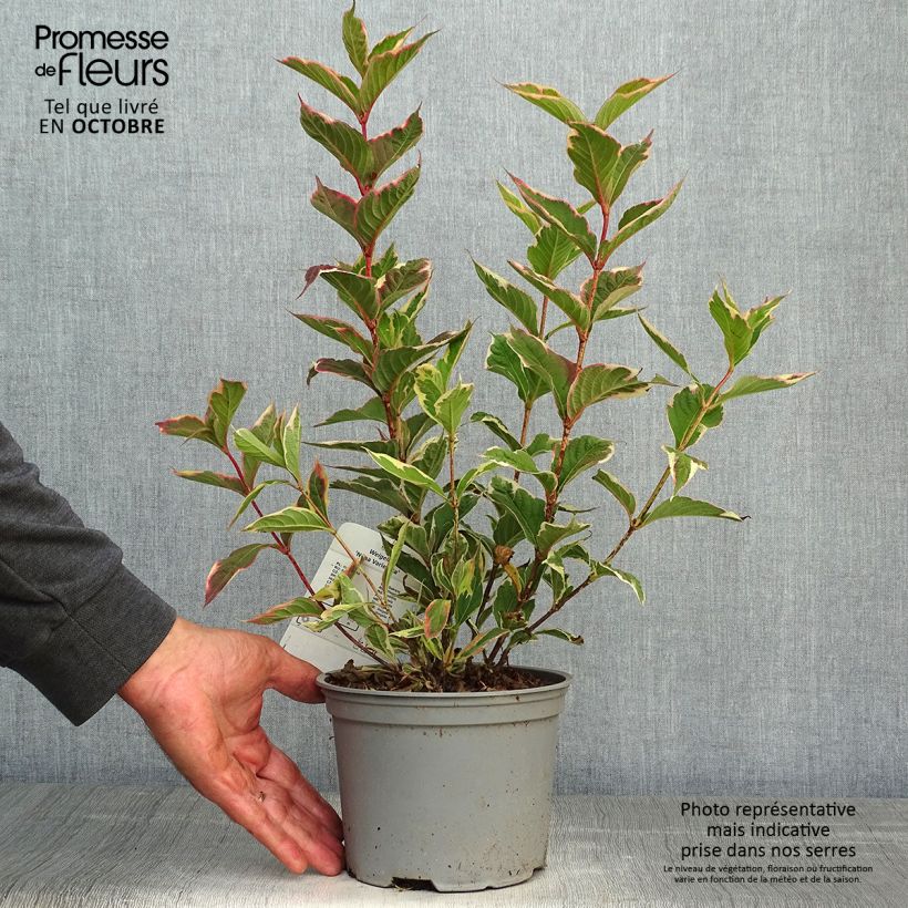 Esemplare di Weigelia Nana Variegata Vaso da 2L/3L come consegnato in autunno