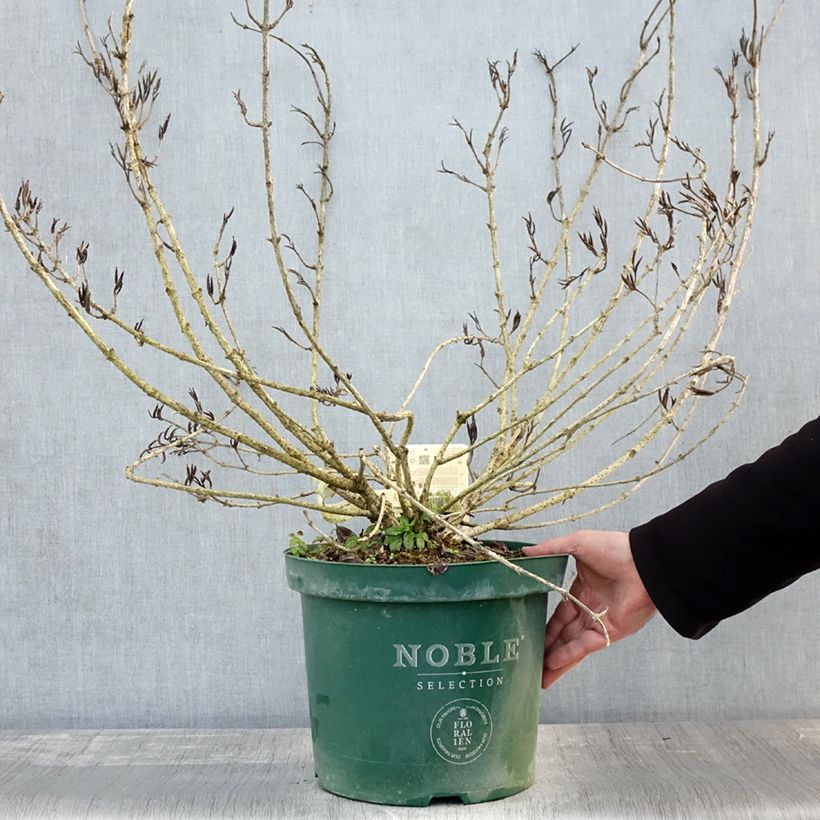 Esemplare di Weigelia Polka Vaso da 7,5L/10L come consegnato in autunno