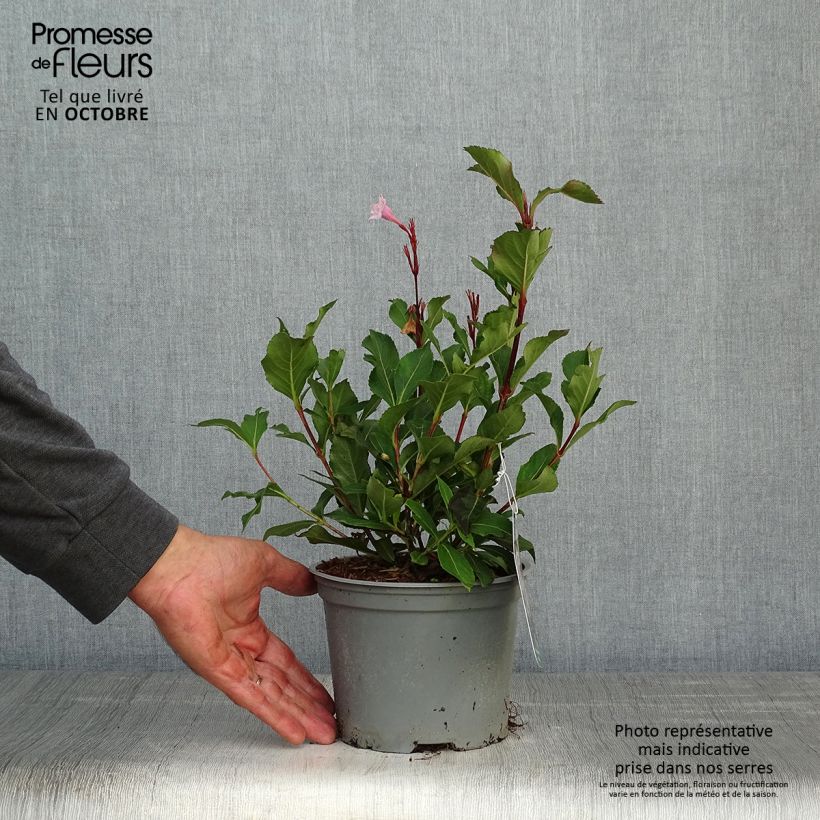 Esemplare di Weigelia Polka Vaso da 2L/3L come consegnato in autunno