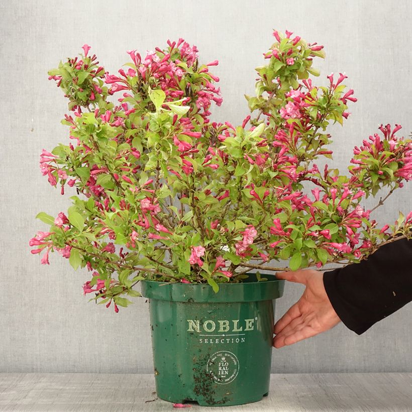 Weigelia Princess Ayla Vaso da 7,5L/10L esemplare consegnato in primavera