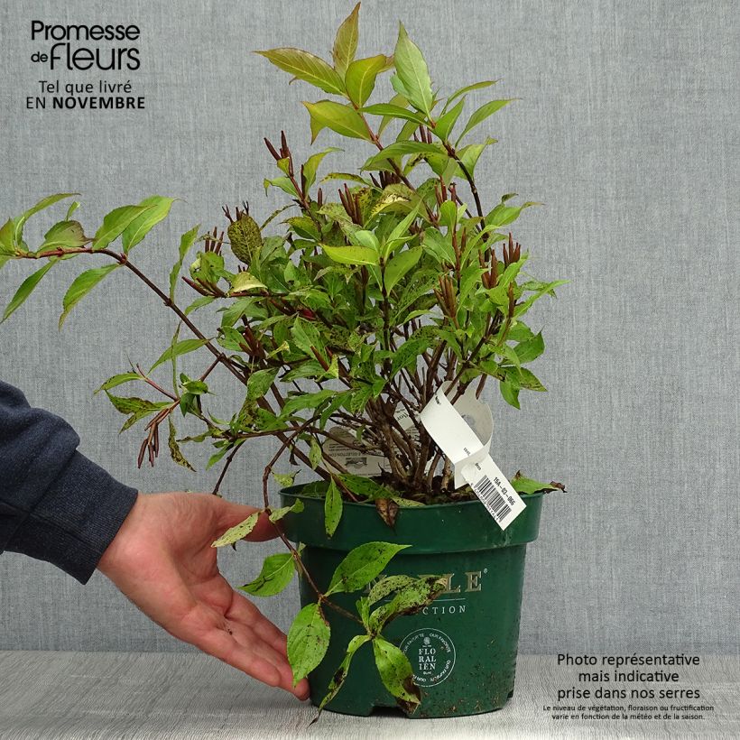 Esemplare di Weigelia Princess Ayla Vaso da 3L/4L come consegnato in autunno
