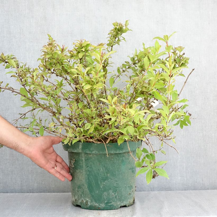 Esemplare di Weigelia Princess Ayla Vaso da 7,5L/10L consegnato in estate
