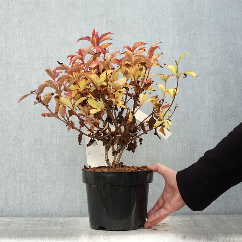 Esemplare di Weigelia Cherry Love Vaso da 3L/4L come consegnato in autunno