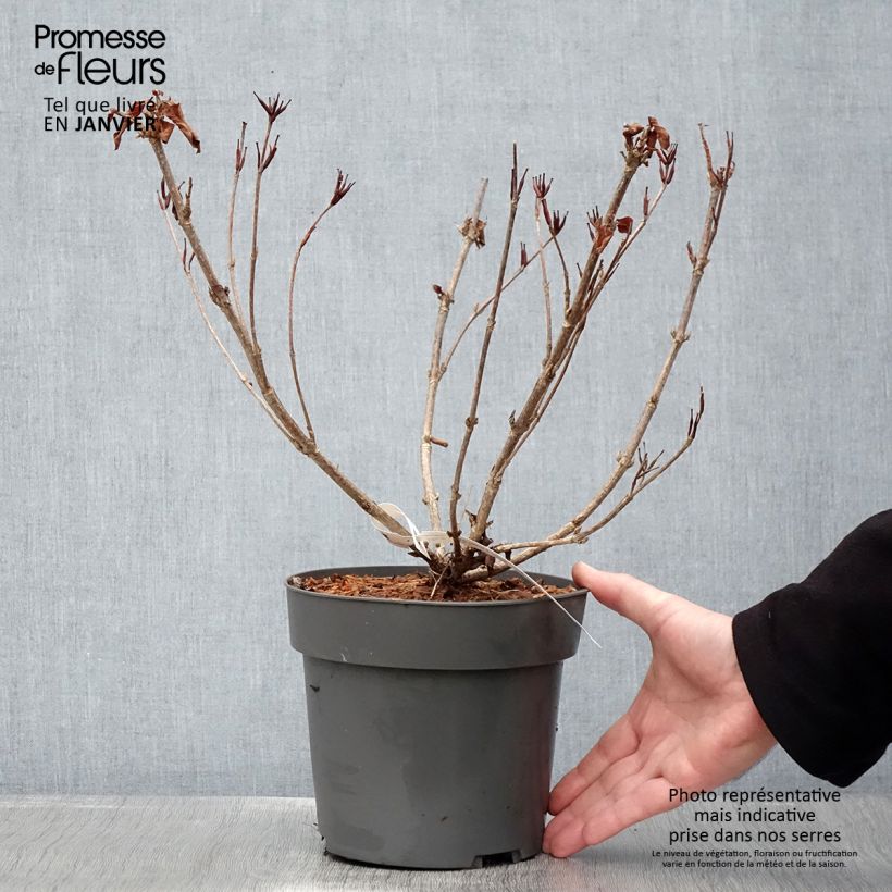 Weigelia Cherry Love Vaso da 3L/4L esemplare consegnato in inverno