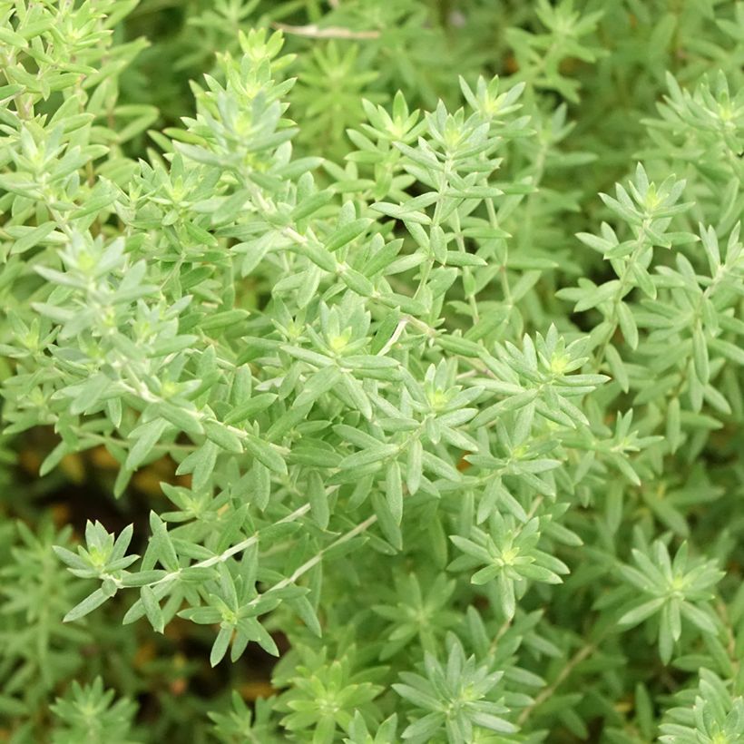 Westringia fruticosa Blue Gem - Falso rosmarino (Fogliame)