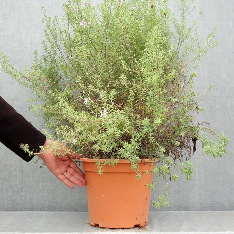 Esemplare di Westringia fruticosa Blue Gem - Falso rosmarino  Vaso da 7,5L/10L come consegnato in autunno