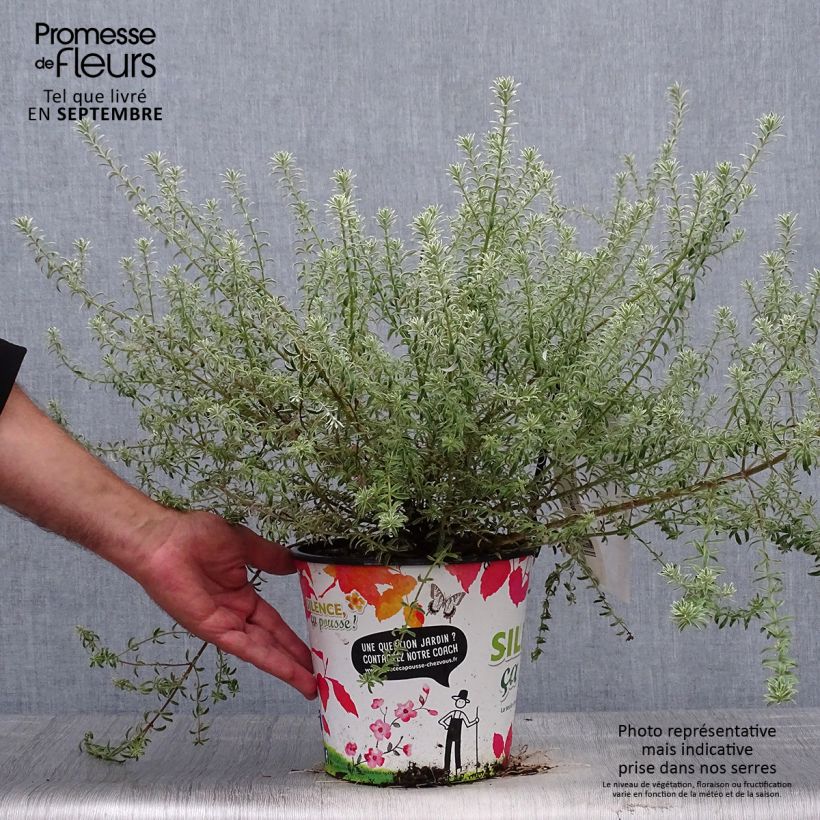 Esemplare di Westringia fruticosa Smookie - Falso rosmarino Vaso da 3L/4L come consegnato in autunno