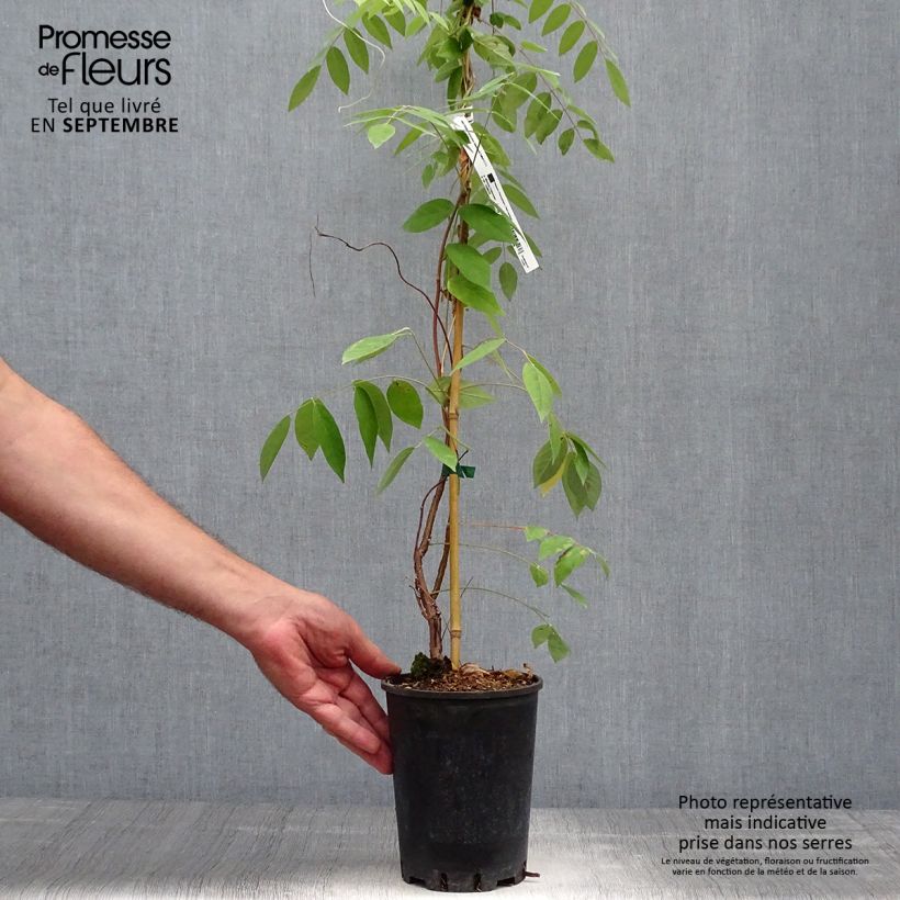Esemplare di Wisteria frutescens Amethyst Falls - Glicine americano Vaso da 3L/4L come consegnato in autunno