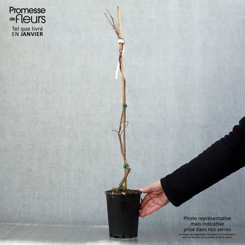 Wisteria frutescens Amethyst Falls - Glicine americano Vaso da 3L/4L esemplare consegnato in inverno