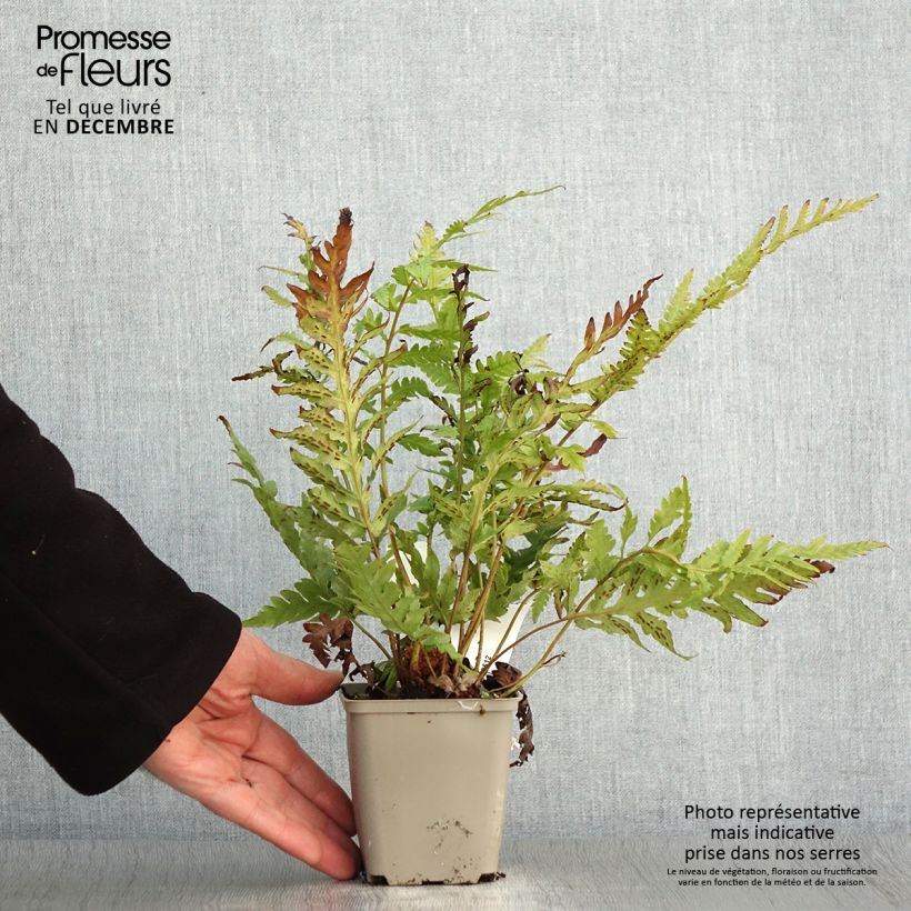 Esemplare di Woodwardia fimbriata Vasetto da 8/9 cm come consegnato in autunno