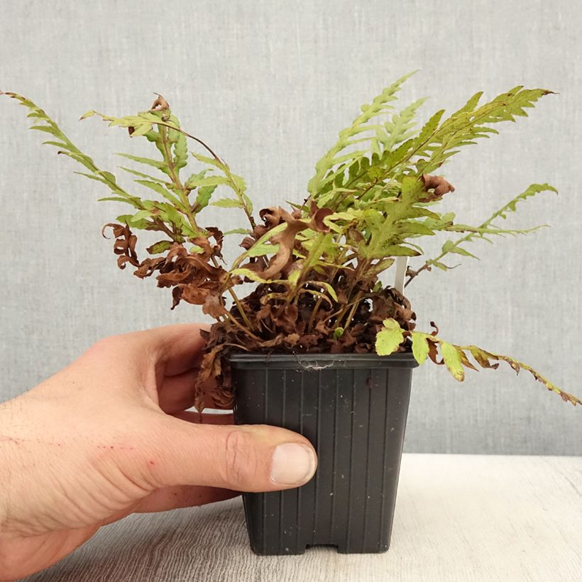 Woodwardia fimbriata Vasetto da 8/9 cm esemplare consegnato in primavera