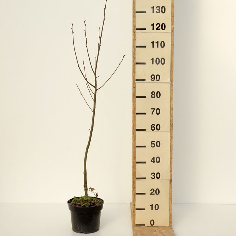 Amelasorbus jackii Vaso da 4L/5L esemplare consegnato in inverno