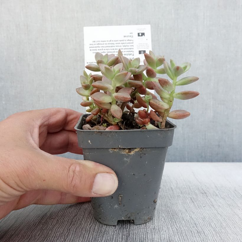 Esemplare di Graptosedum Bronze Vasetto da 8/9 cm come consegnato in autunno