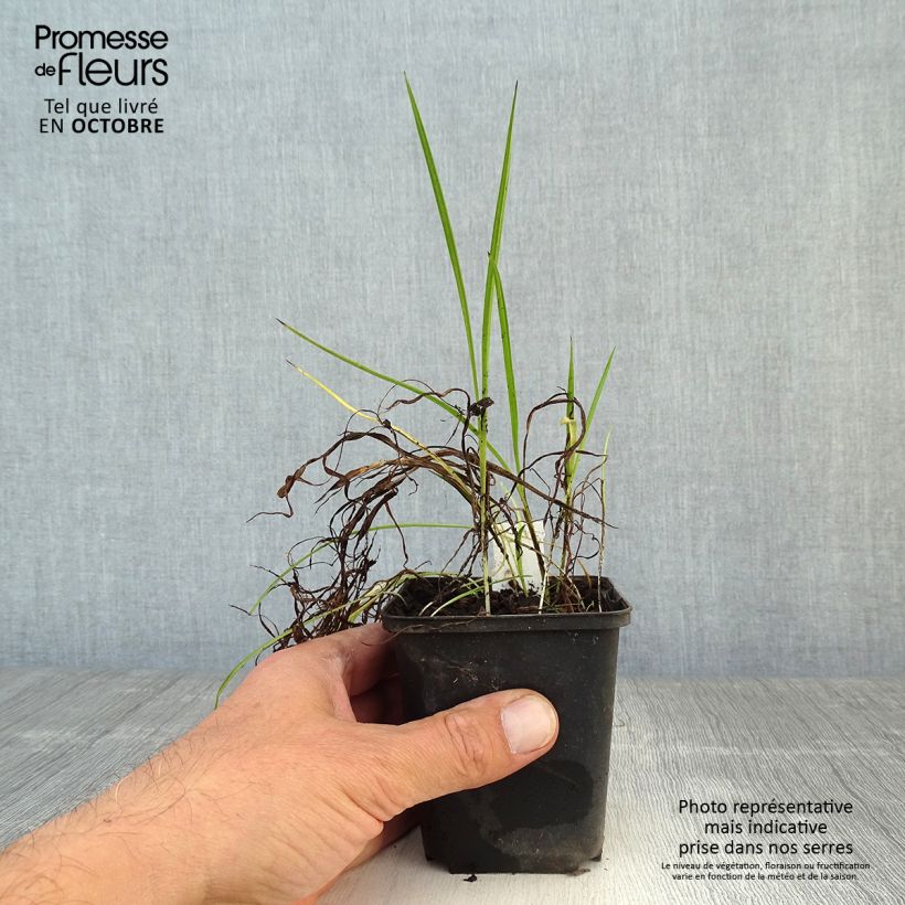 Esemplare di Rhodoxis Ria Vasetto da 8/9 cm come consegnato in autunno