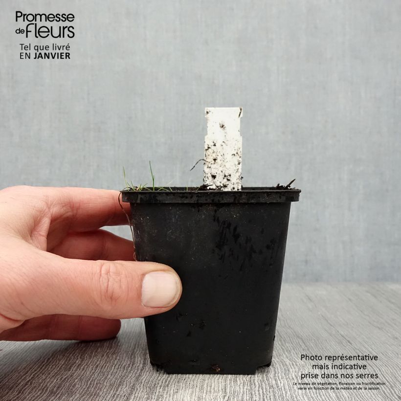 Rhodoxis Ria Vasetto da 8/9 cm esemplare consegnato in inverno