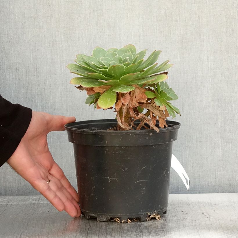Esemplare di Semponium Diamond - Semprevivo Vaso da 2L/3L come consegnato in autunno