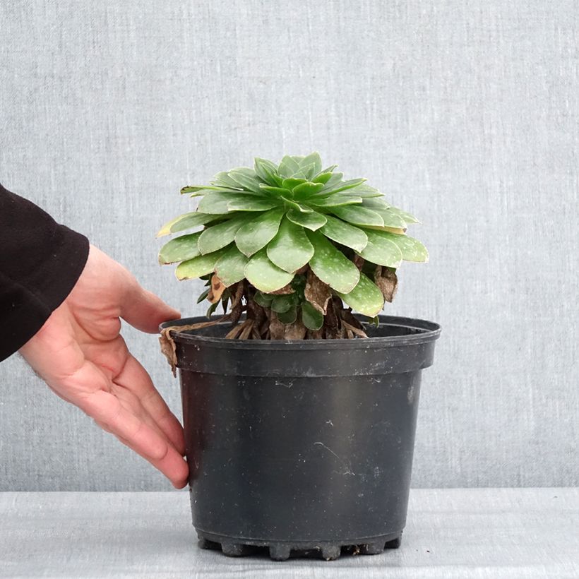 Semponium Diamond - Semprevivo Vaso da 2L/3L esemplare consegnato in inverno