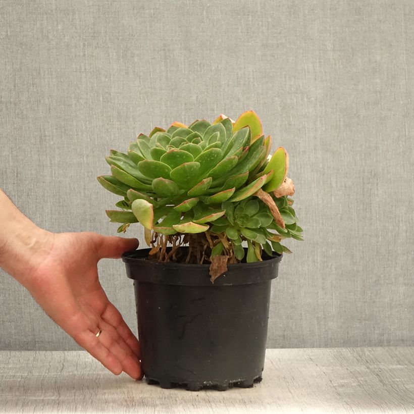 Semponium Diamond - Semprevivo Vaso da 2L/3L esemplare consegnato in primavera