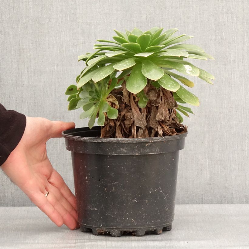 Semponium Sienna - Semprevivo Vaso da 2L/3L esemplare consegnato in inverno