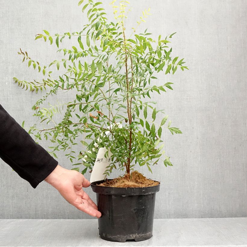 Esemplare di Xanthoceras sorbifolium Vaso da 3L/4L come consegnato in autunno