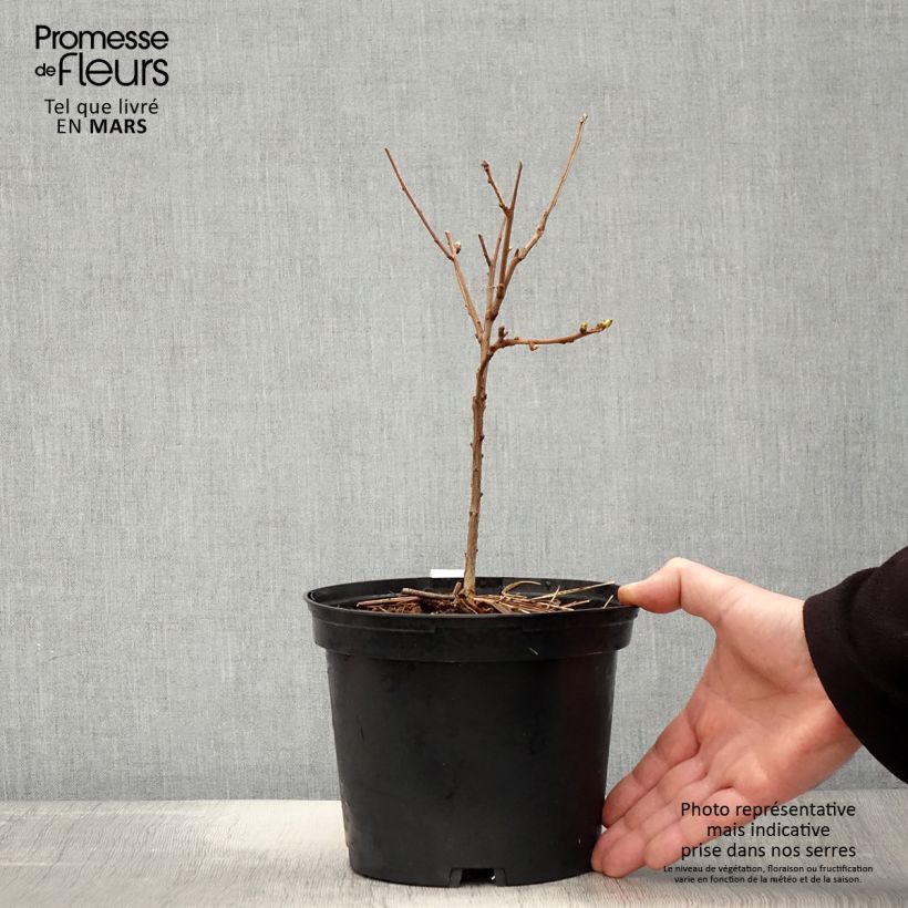 Xanthoceras sorbifolium Vaso da 3L/4L esemplare consegnato in primavera