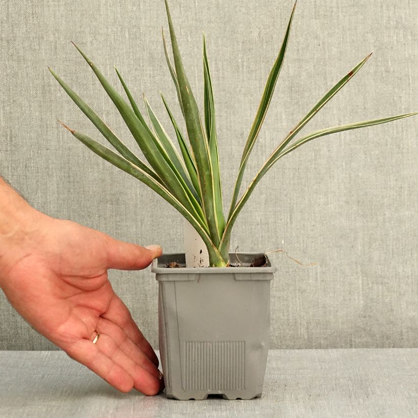 Esemplare di Yucca aloifolia variegata Vaso da 1L/1,5L consegnato in estate