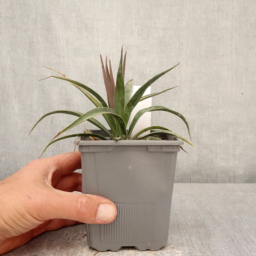 Yucca aloifolia Variegata - Yucca à feuilles d'Aloès Vaso da 1L/1,5L esemplare consegnato in primavera