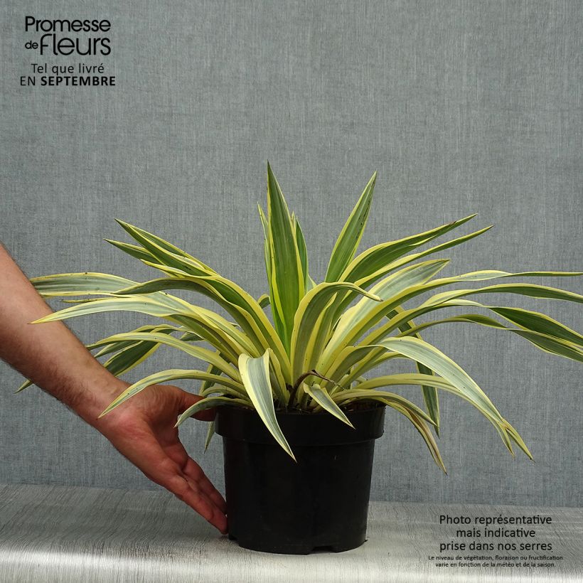 Esemplare di Yucca recurvifolia Bright Star Vaso da 2L/3L come consegnato in autunno