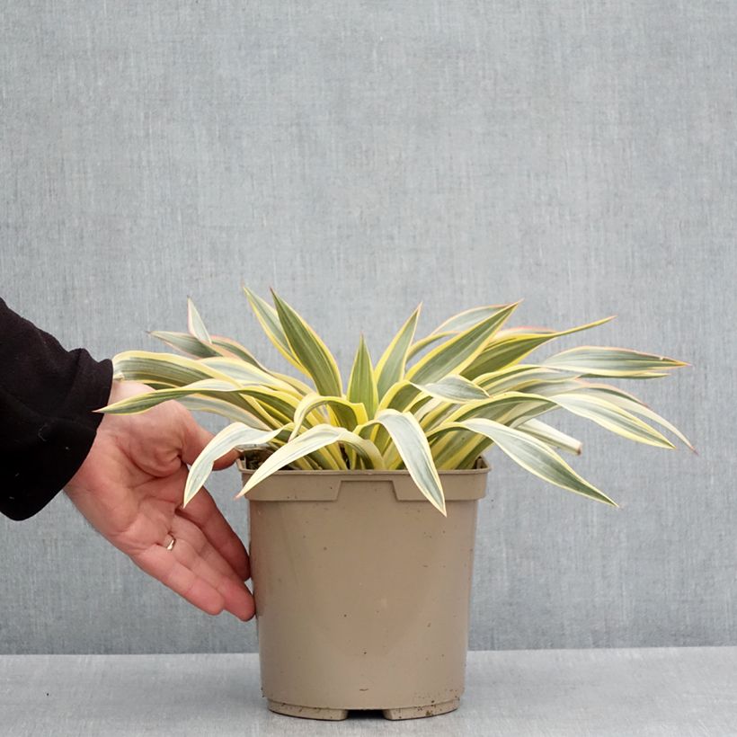 Yucca recurvifolia Bright Star Vaso da 2L/3L esemplare consegnato in primavera