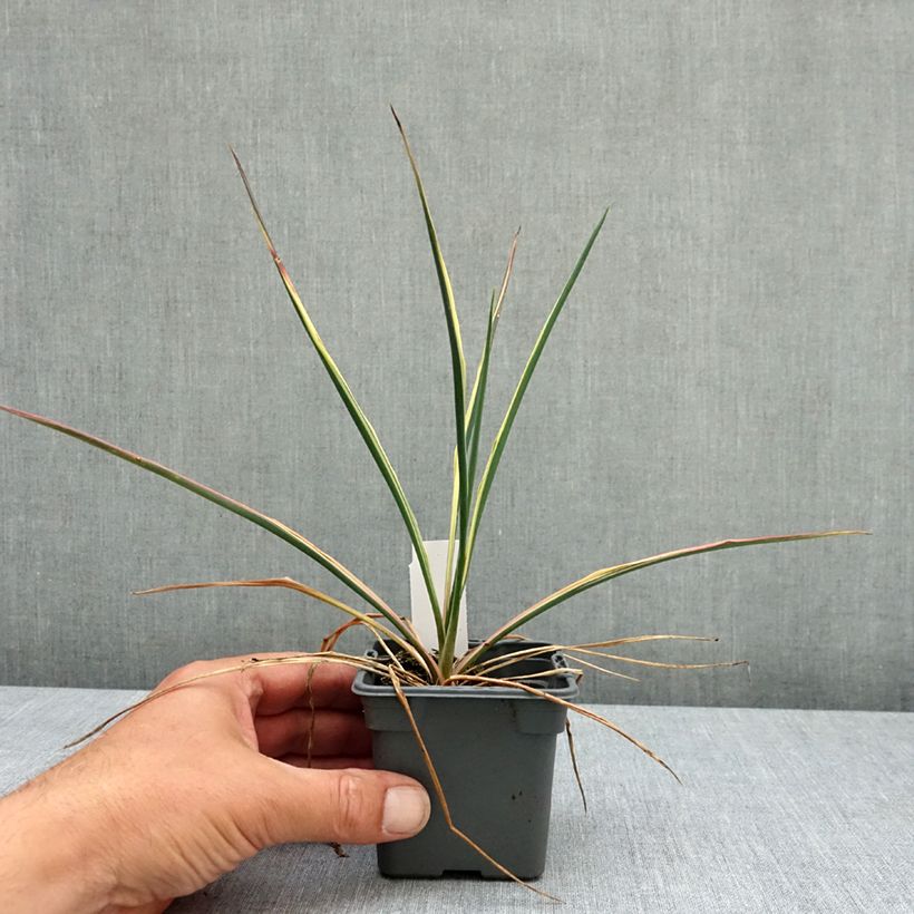 Yucca filamentosa Bright Edge Vasetto da 8/9 cm esemplare consegnato in primavera