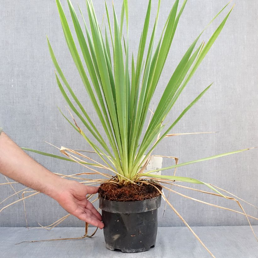 Esemplare di Yucca filamentosa Bright Edge Vaso da 2L/3L consegnato in estate