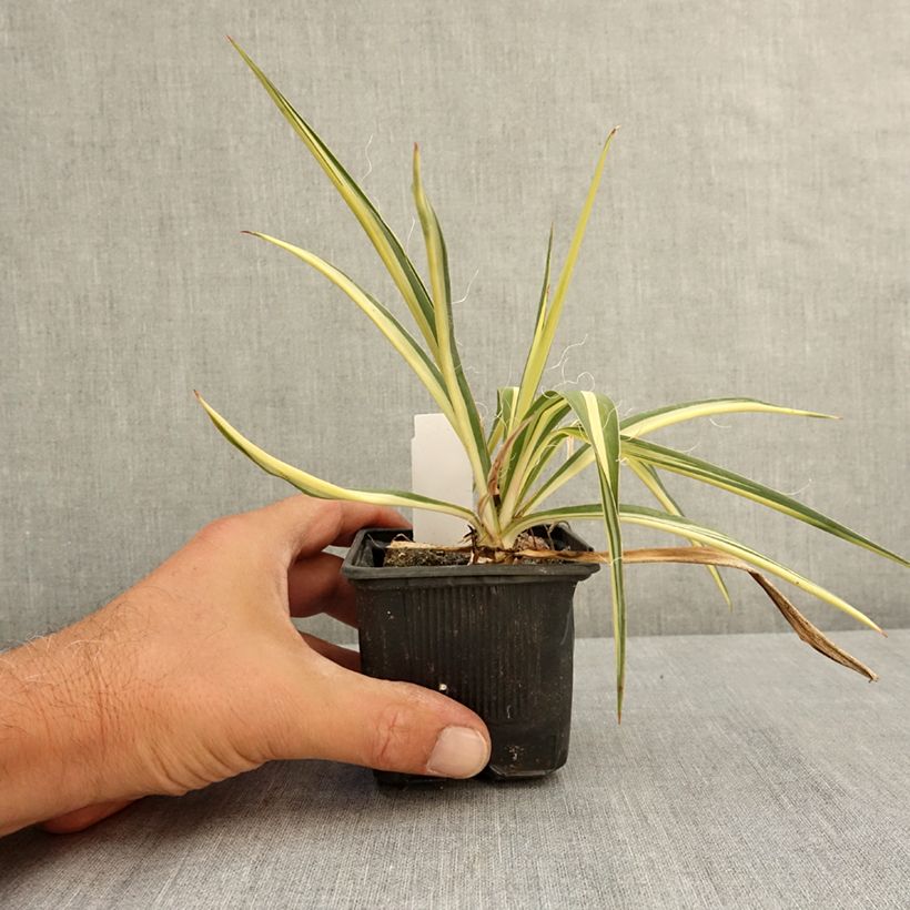 Esemplare di Yucca filamentosa Colour Guard Vasetto da 8/9 cm consegnato in estate