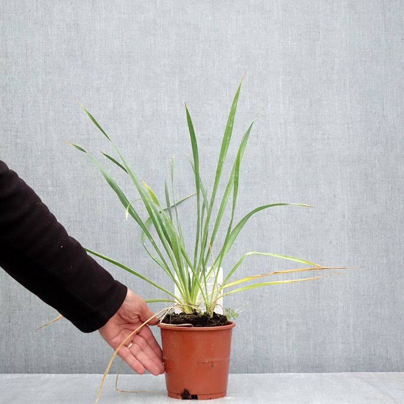 Esemplare di Yucca filamentosa Vaso da 1L/1,5L come consegnato in autunno