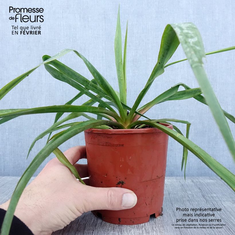 Yucca filamentosa Vaso da 1L/1,5L esemplare consegnato in inverno