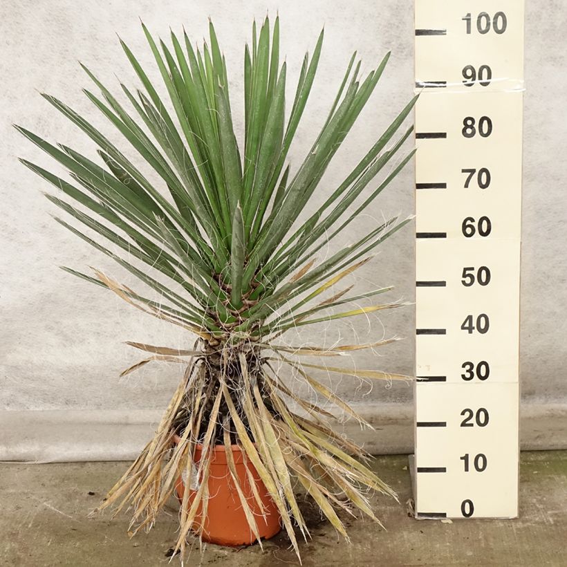 Esemplare di Yucca filifera Vaso da 7,5L/10L come consegnato in autunno