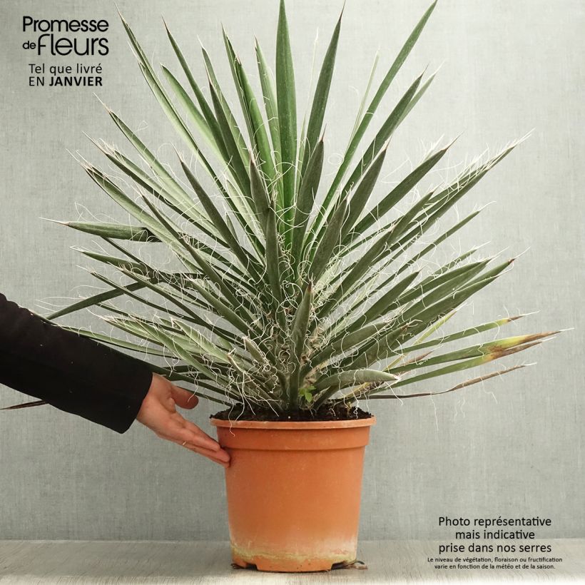 Yucca filifera Vaso da 7,5L/10L esemplare consegnato in inverno