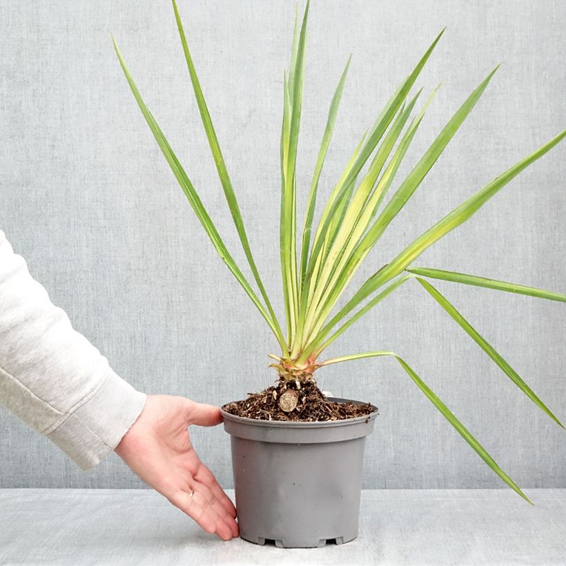 Yucca flaccida Golden Sword Vaso da 2L/3L esemplare consegnato in primavera