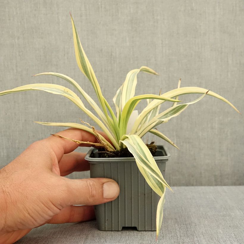 Esemplare di Yucca gloriosa Citrus twist Vasetto da 8/9 cm consegnato in estate