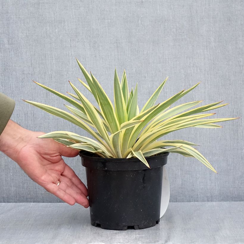 Esemplare di Yucca gloriosa Citrus twist Vaso da 2L/3L consegnato in estate