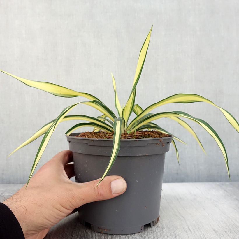 Esemplare di Yucca gloriosa Variegata Vaso da 2L/3L come consegnato in autunno