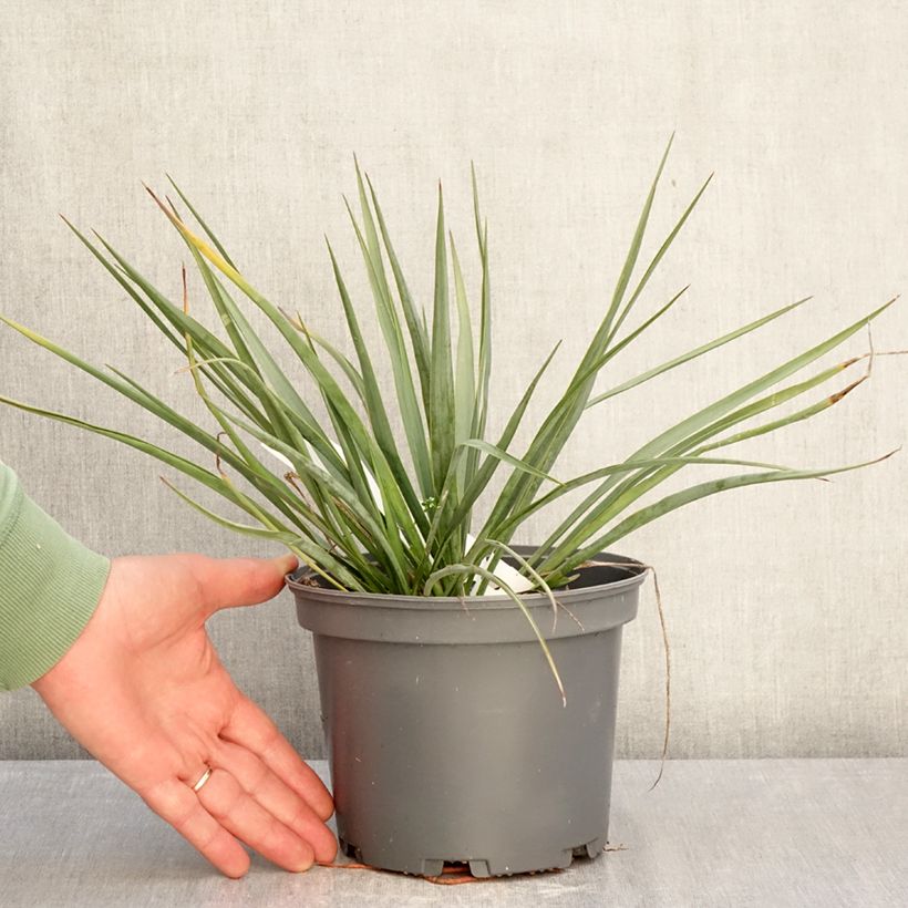 Yucca French Flag Vaso da 3L/4L esemplare consegnato in inverno